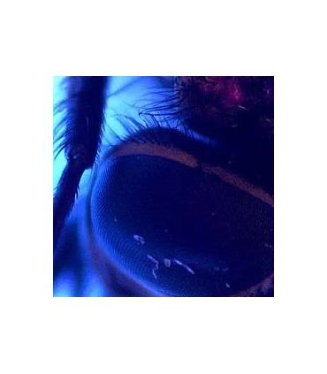 PCE Instruments PCE-MM 200UV Laboratuvar İçin Endoskop